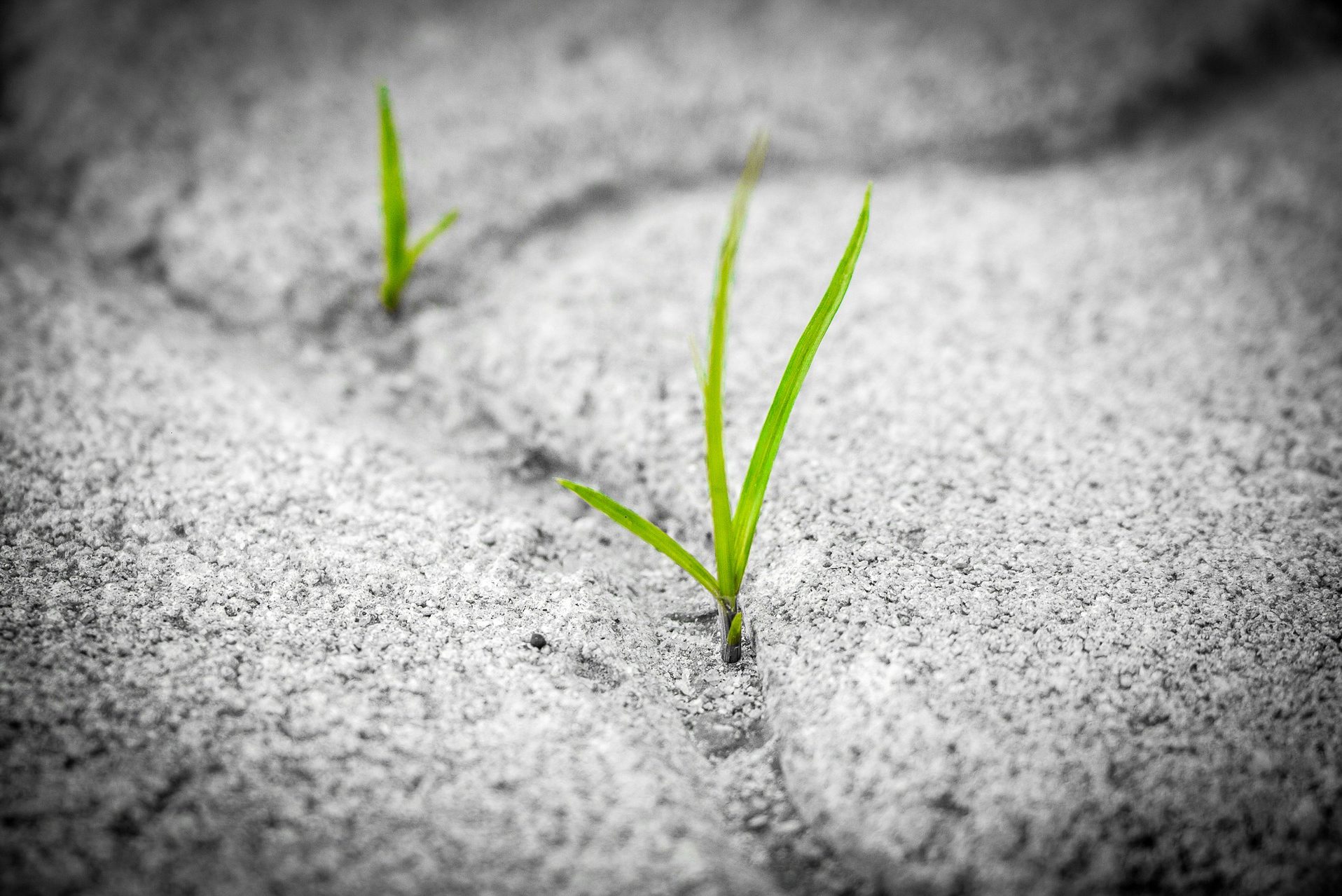 cropped-grass-1913167_1920-1.jpg